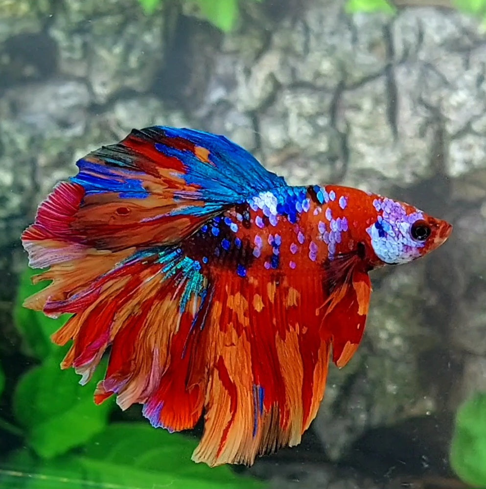 Multicolor Galaxy Rosetail Halfmoon Male