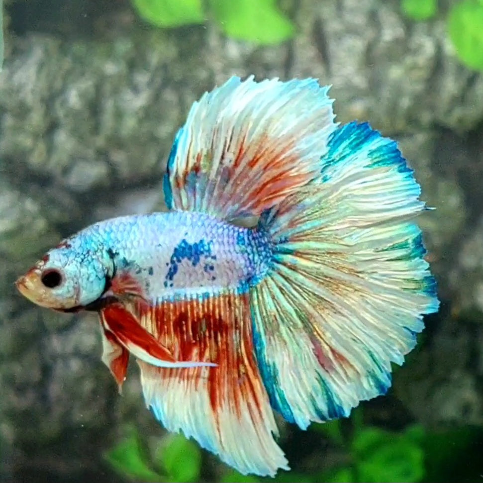 Multicolor Fancy Halfmoon Male