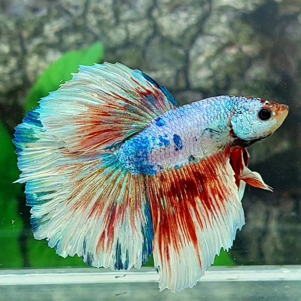 Multicolor Fancy Halfmoon Male