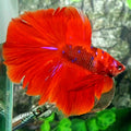 Red Koi Halfmoon Male