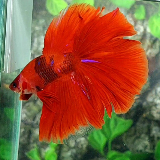 Red Koi Halfmoon Male