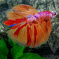 Multicolor Pink Candy Halfmoon Male