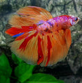 Multicolor Pink Candy Halfmoon Male