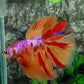Multicolor Pink Candy Halfmoon Male