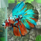 Multicolor Galaxy Halfmoon Male