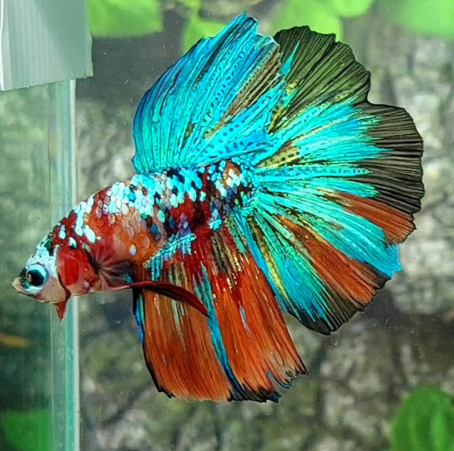 Multicolor Galaxy Halfmoon Male