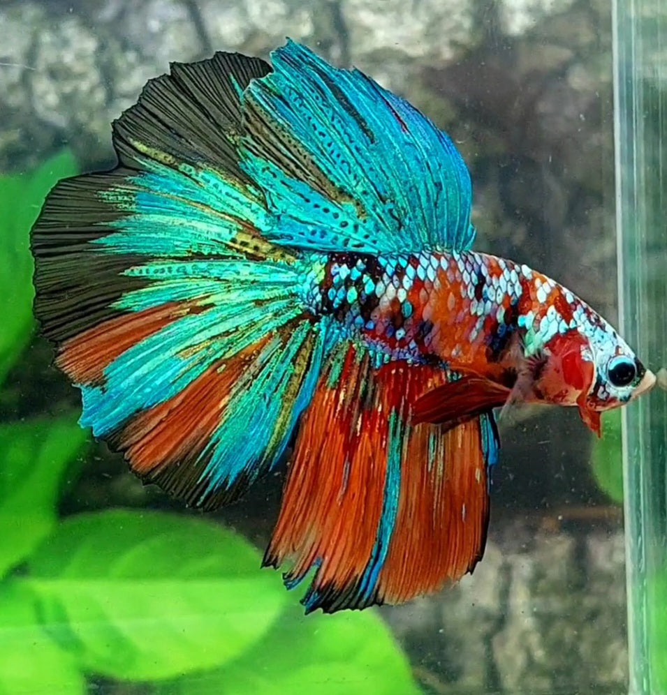 Multicolor Galaxy Halfmoon Male