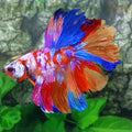 Multicolor Purple Pink Galaxy Rosetail Halfmoon Male