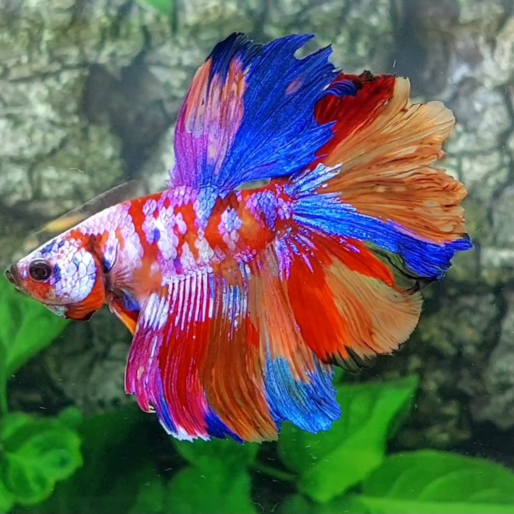 Multicolor Purple Pink Galaxy Rosetail Halfmoon Male