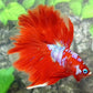 Red Pink Galaxy Halfmoon Male