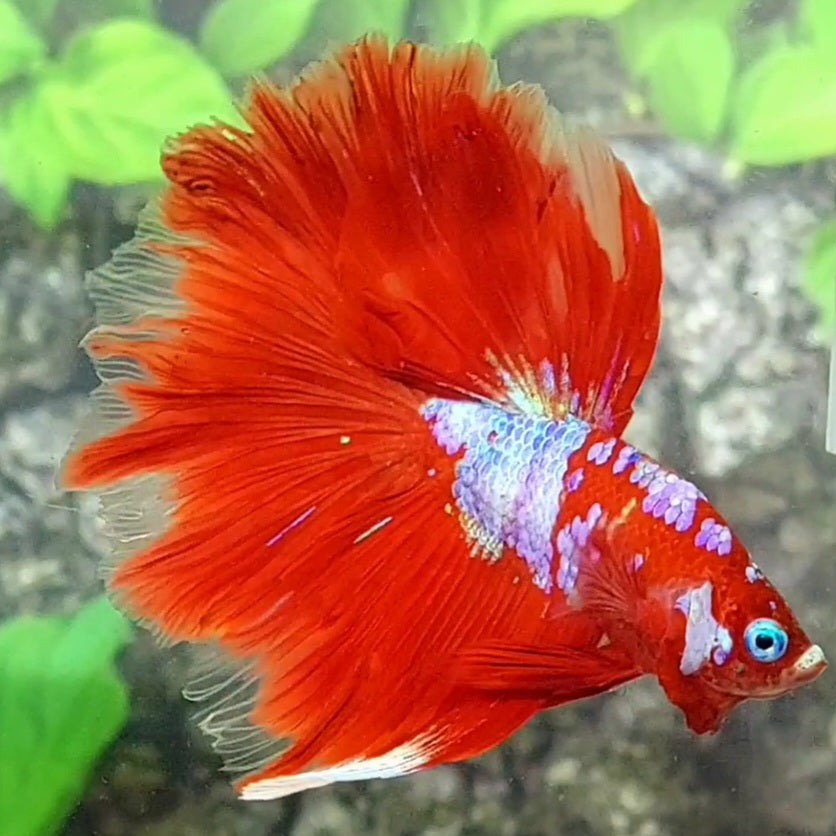 Red Pink Galaxy Halfmoon Male