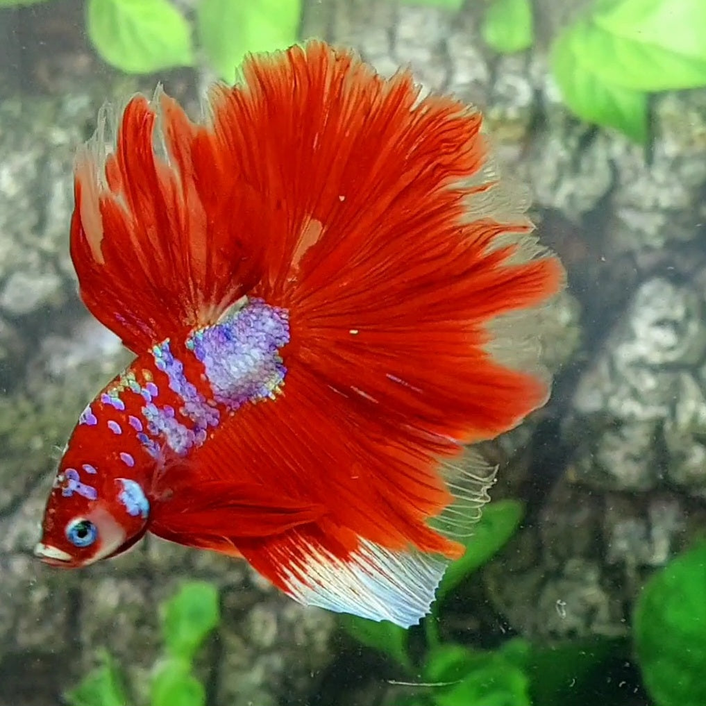 Red Pink Galaxy Halfmoon Male