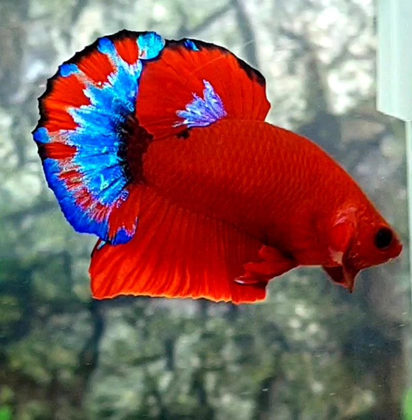 Hellboy HMPK Male