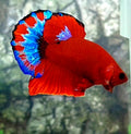 Hellboy HMPK Male