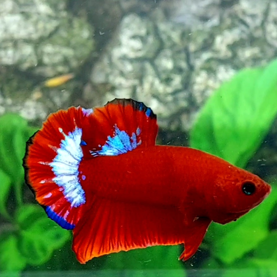 Hellboy HMPK Male