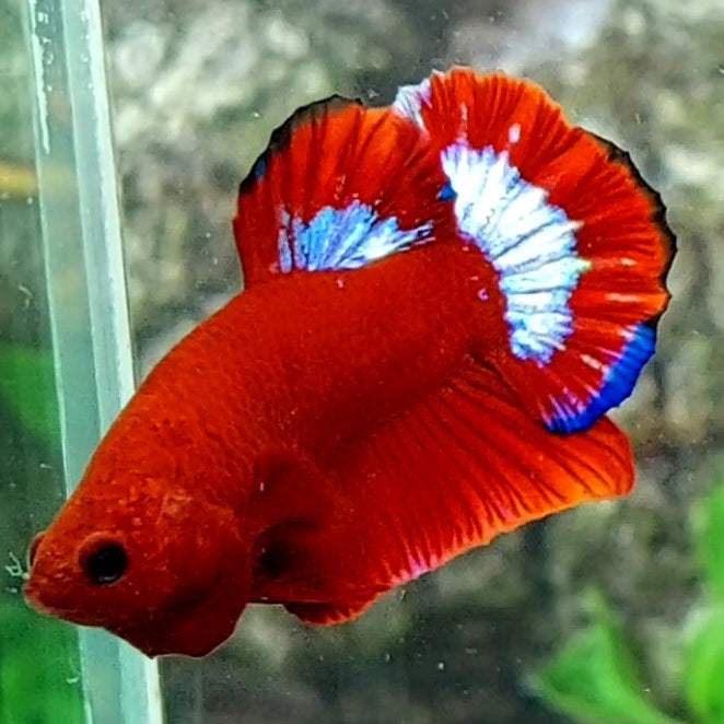 Hellboy HMPK Male
