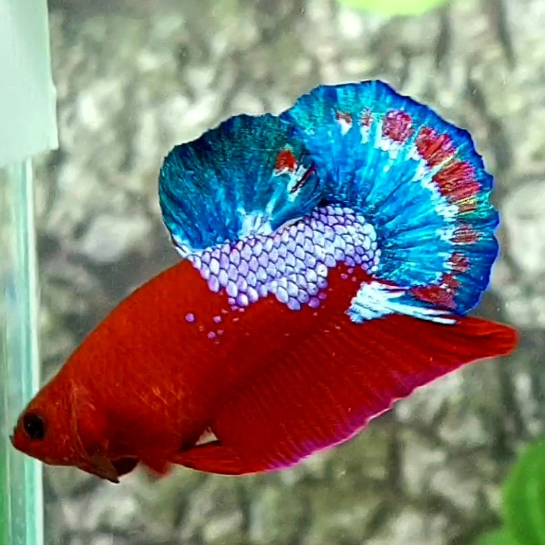 Hellboy HMPK Male