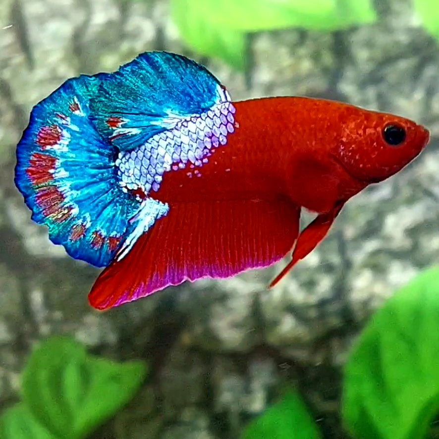 Hellboy HMPK Male