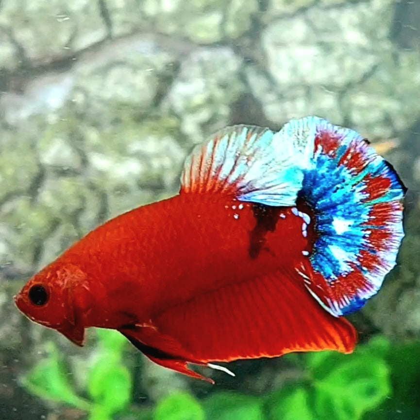 Hellboy HMPK Male