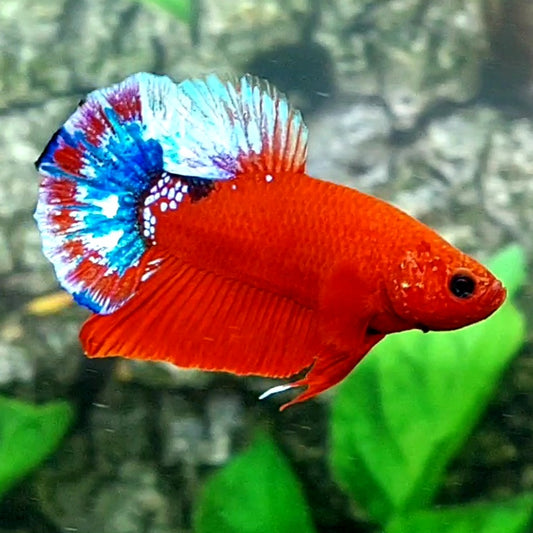 Hellboy HMPK Male