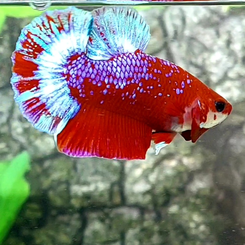 Hellboy HMPK Male