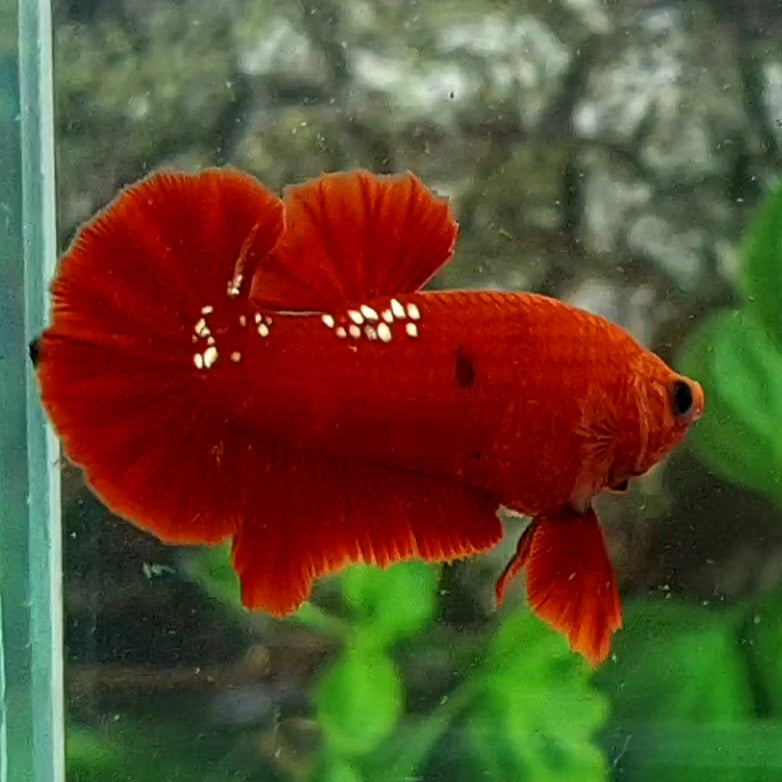 Red Gold Galaxy OHMPK Male