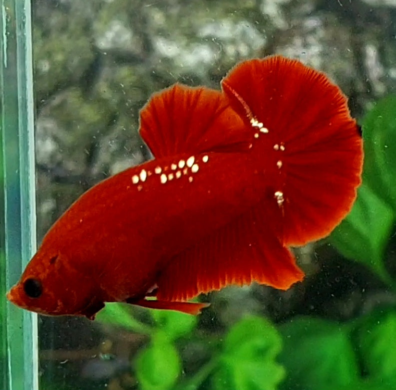 Red Gold Galaxy OHMPK Male