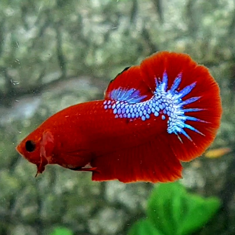 Hellboy Blood HMPK Male