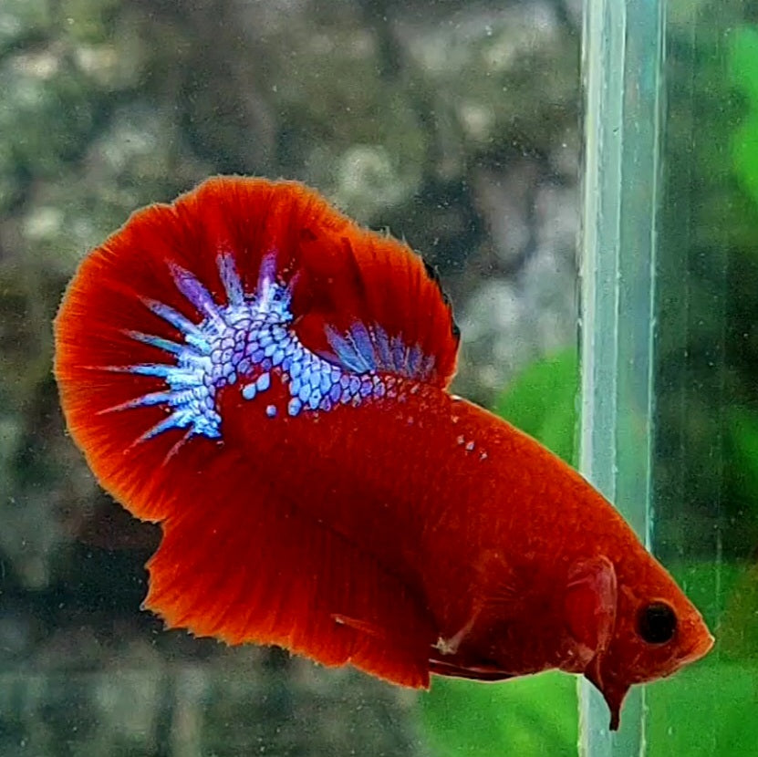 Hellboy Blood HMPK Male