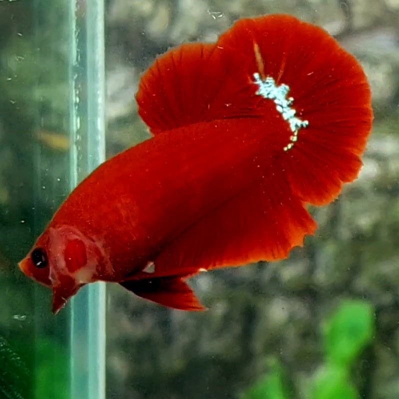 Hellboy Blood HMPK Male