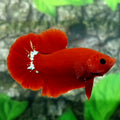 Hellboy Blood HMPK Male