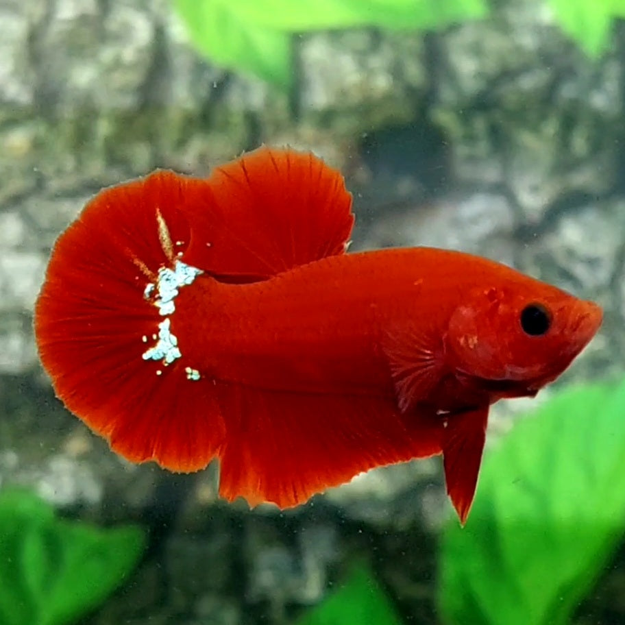 Hellboy Blood HMPK Male