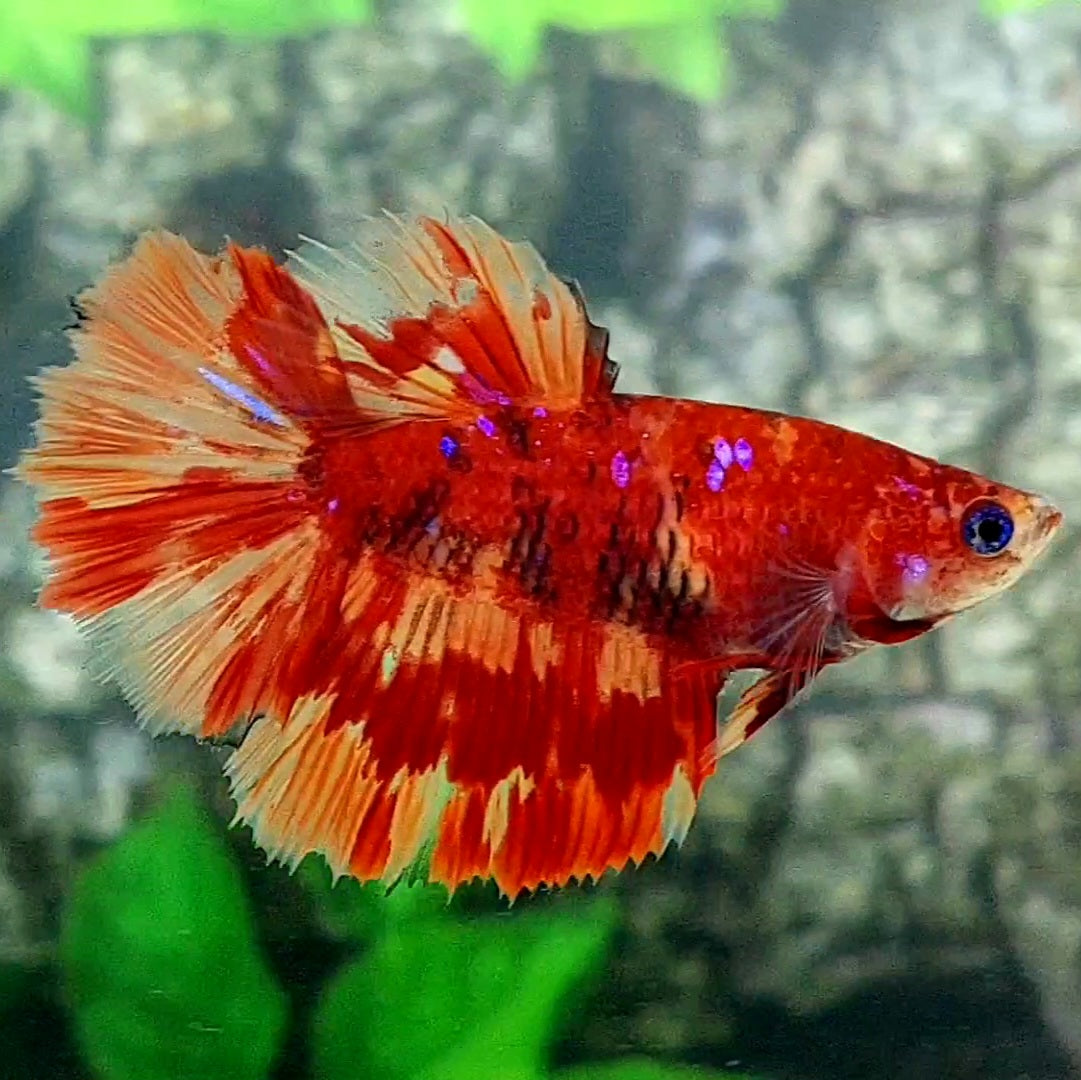 Leopard Koi Halfmoon Female For Sorority Tank/Breed