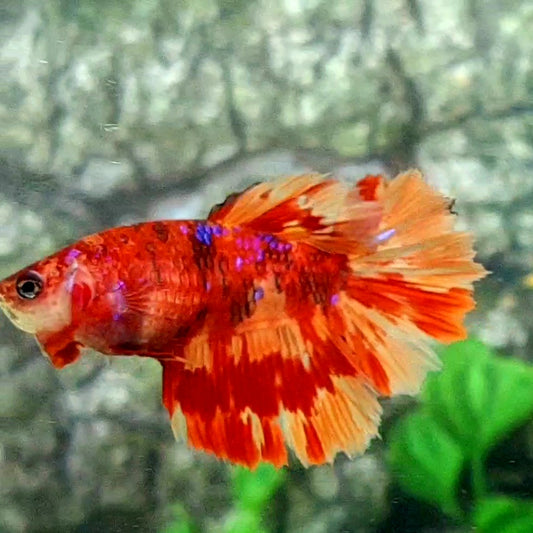 Leopard Koi Halfmoon Female For Sorority Tank/Breed