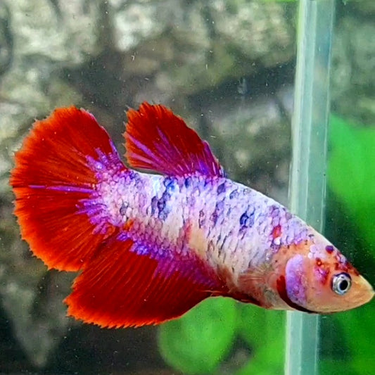 Red Pink Fancy Halfmoon Female For Sorority Tank/Breed