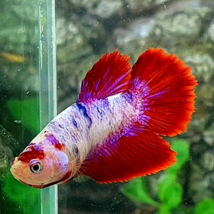 Red Pink Fancy Halfmoon Female For Sorority Tank/Breed