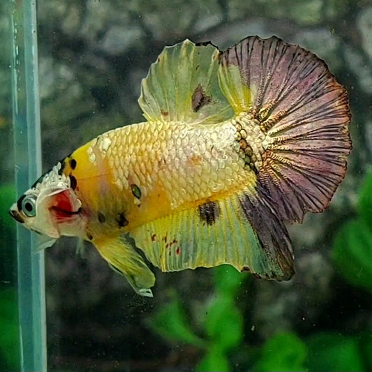 Yellow Gold Copper Purple Galaxy HMPK Male