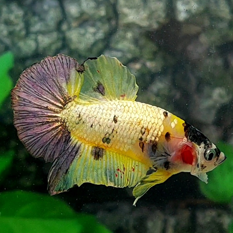 Yellow Gold Copper Purple Galaxy HMPK Male