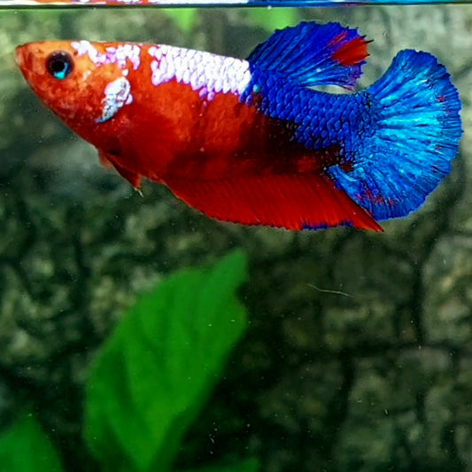 Hellboy Bluetail HMPK Female For Sorority Tank/Breed