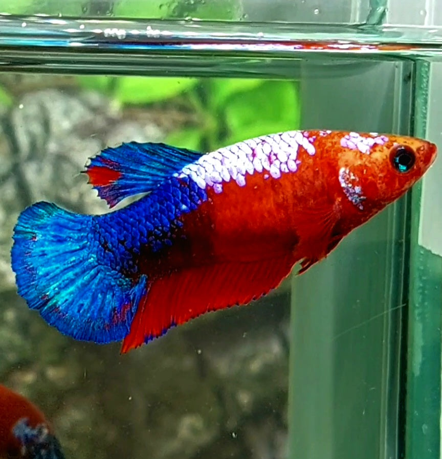 Hellboy Bluetail HMPK Female For Sorority Tank/Breed