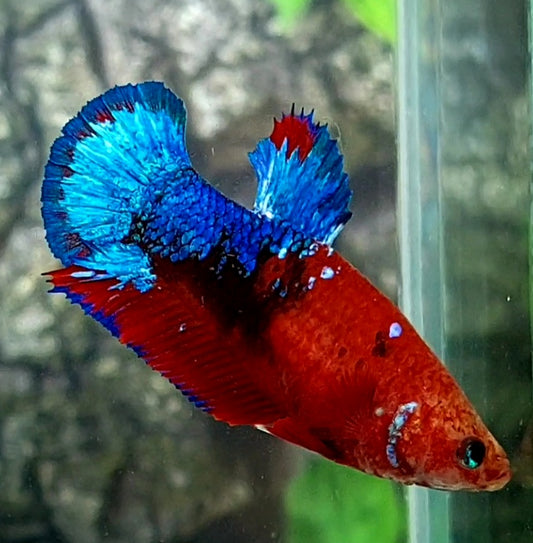 Hellboy Bluetail HMPK Female For Sorority Tank/Breed