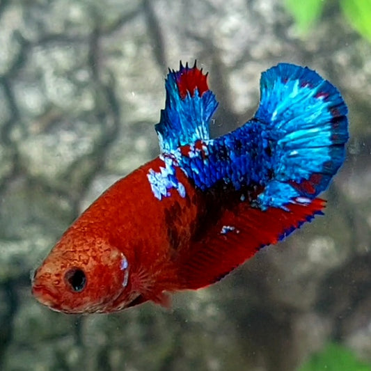 Hellboy Bluetail HMPK Female For Sorority Tank/Breed