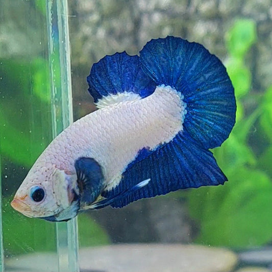 Blue Rim Bicolor Blue Ears HMPK Male