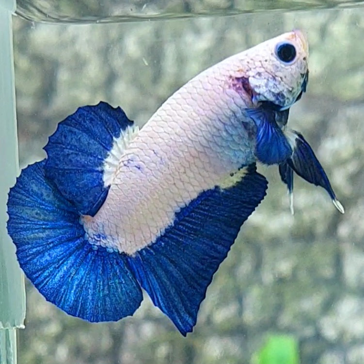 Blue Rim Bicolor Blue Ears HMPK Male