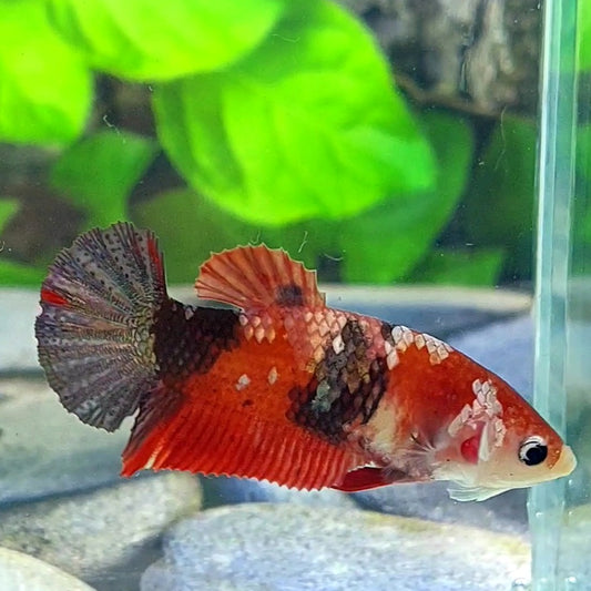 Red Koi Copper Purple Galaxy HMPK Female For Sorority Tank/Breed