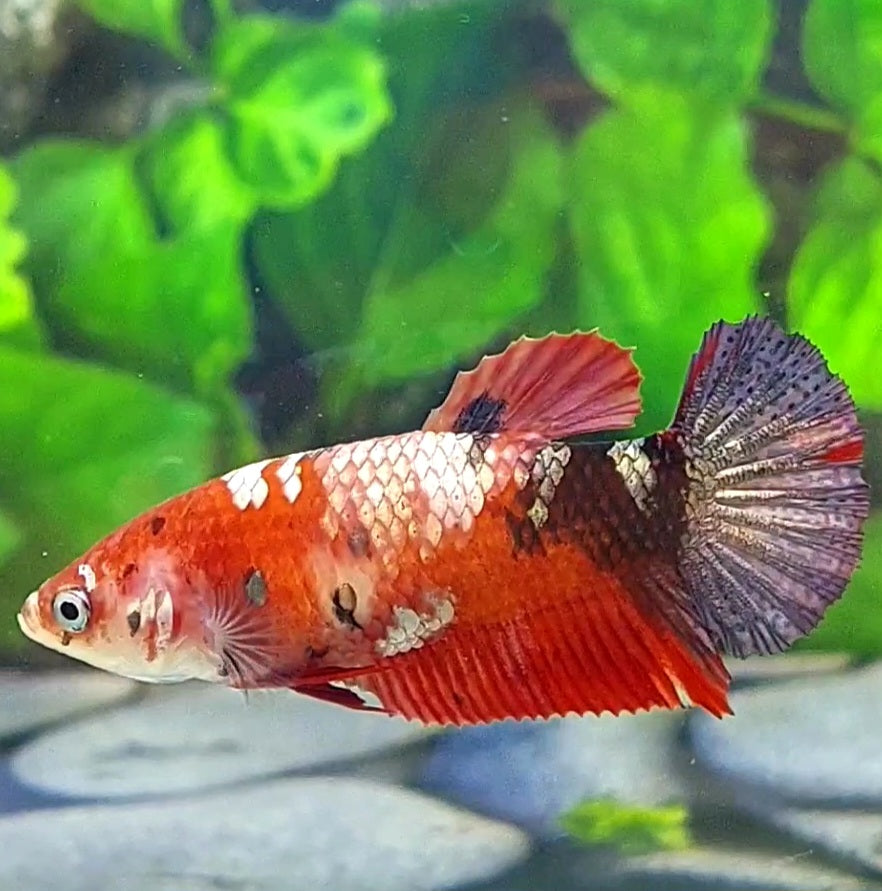 Red Koi Copper Purple Galaxy HMPK Female For Sorority Tank/Breed