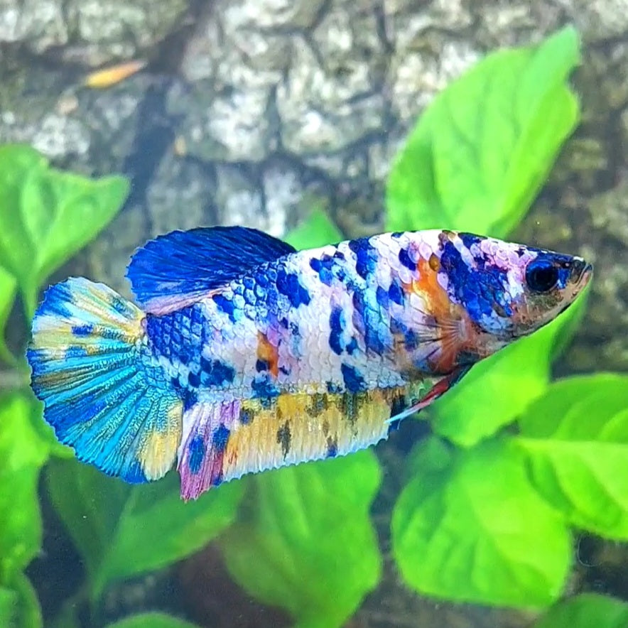 Multicolor Dalmation HMPK Female For Sorority Tank/Breed