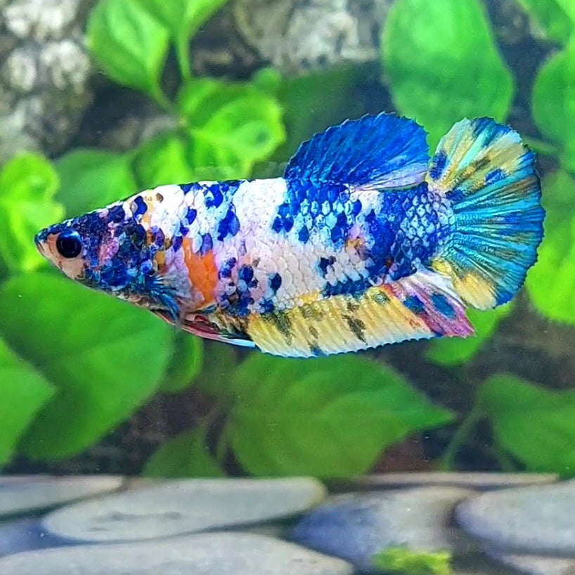 Multicolor Dalmation HMPK Female For Sorority Tank/Breed