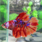 Leopard Pink Purple Galaxy Halfmoon Female For Sorority Tank/Breed