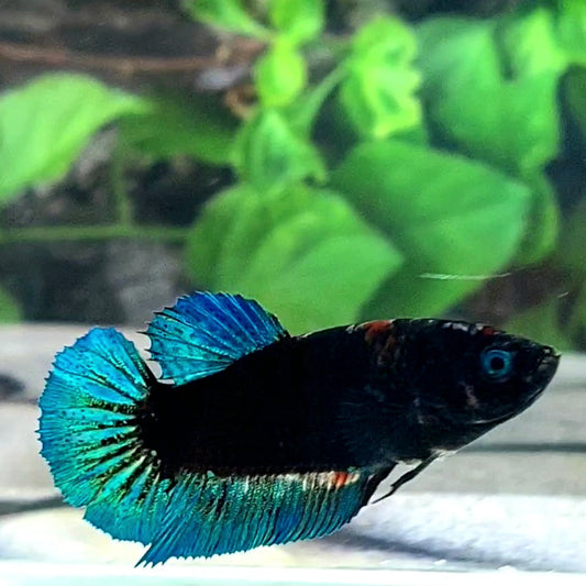 Blue Turquoise Black Light HMPK Female For Sorority Tank/Breed